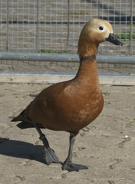 双杀